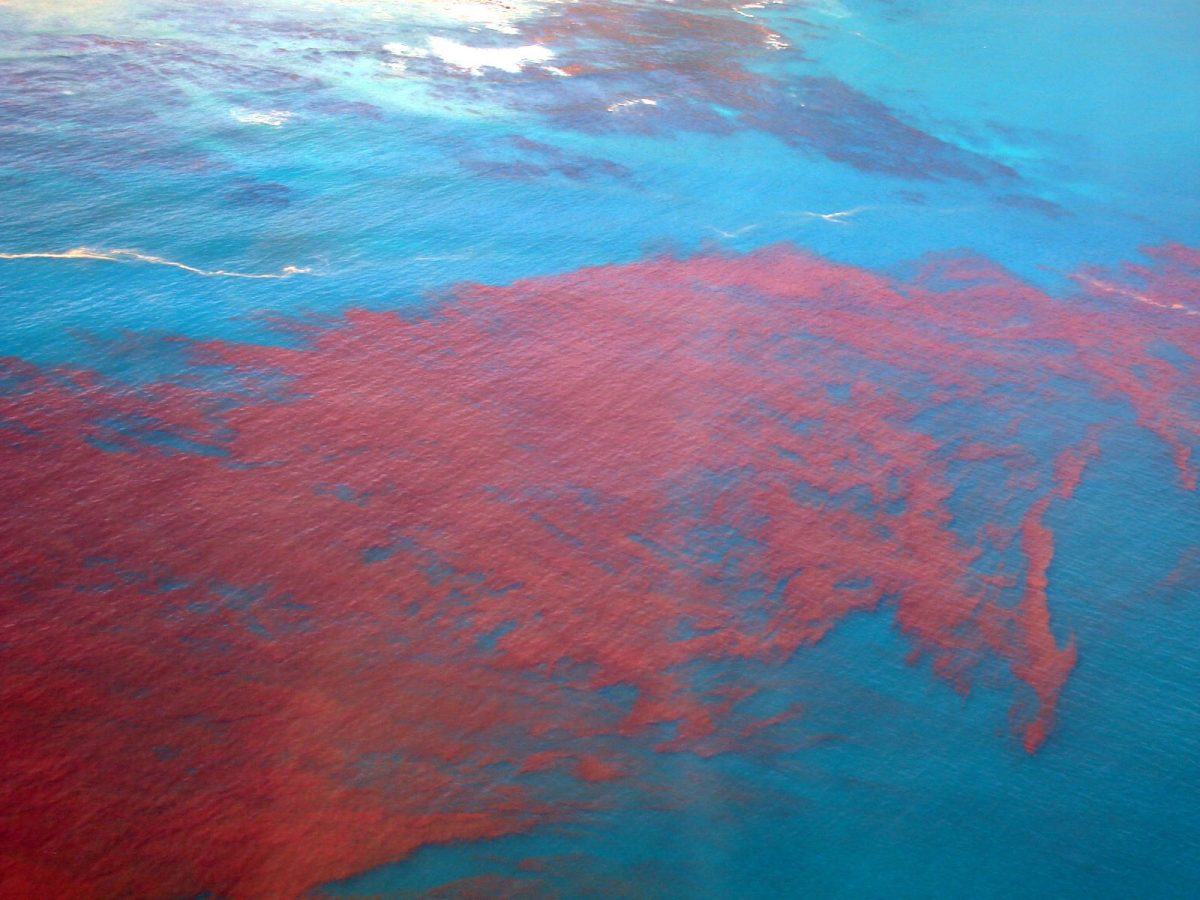 red tide of Gulf Coast