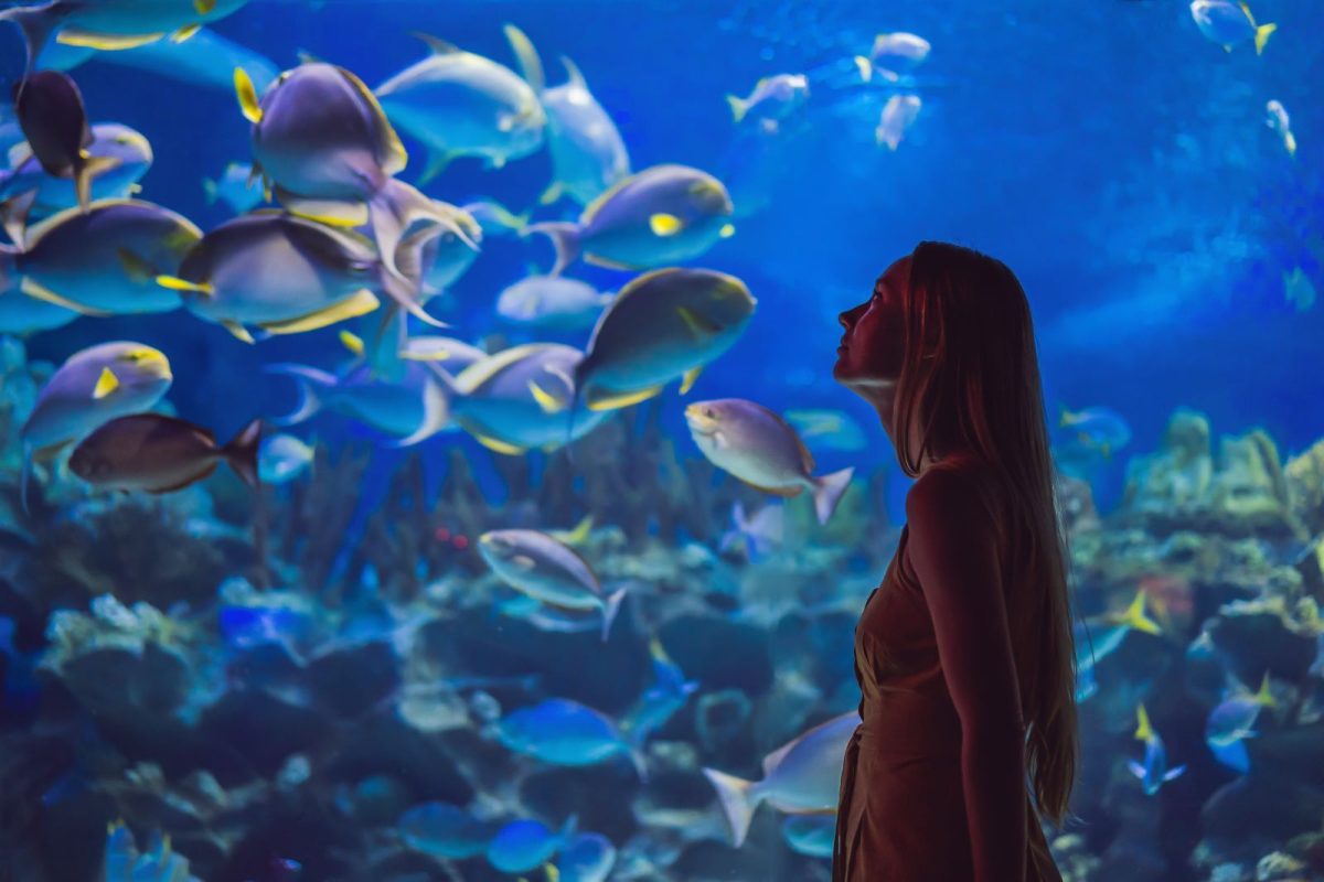 MOTE Aquarium